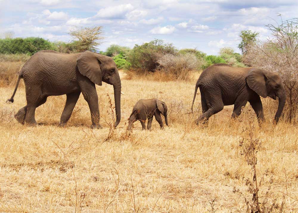 elephants with baby