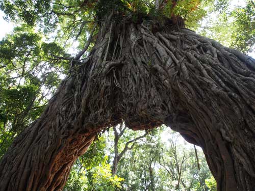 Tree on Mount Meru