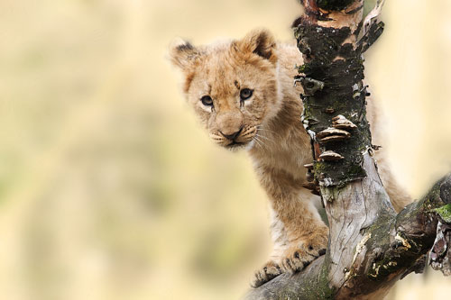 Lion baby in tree
