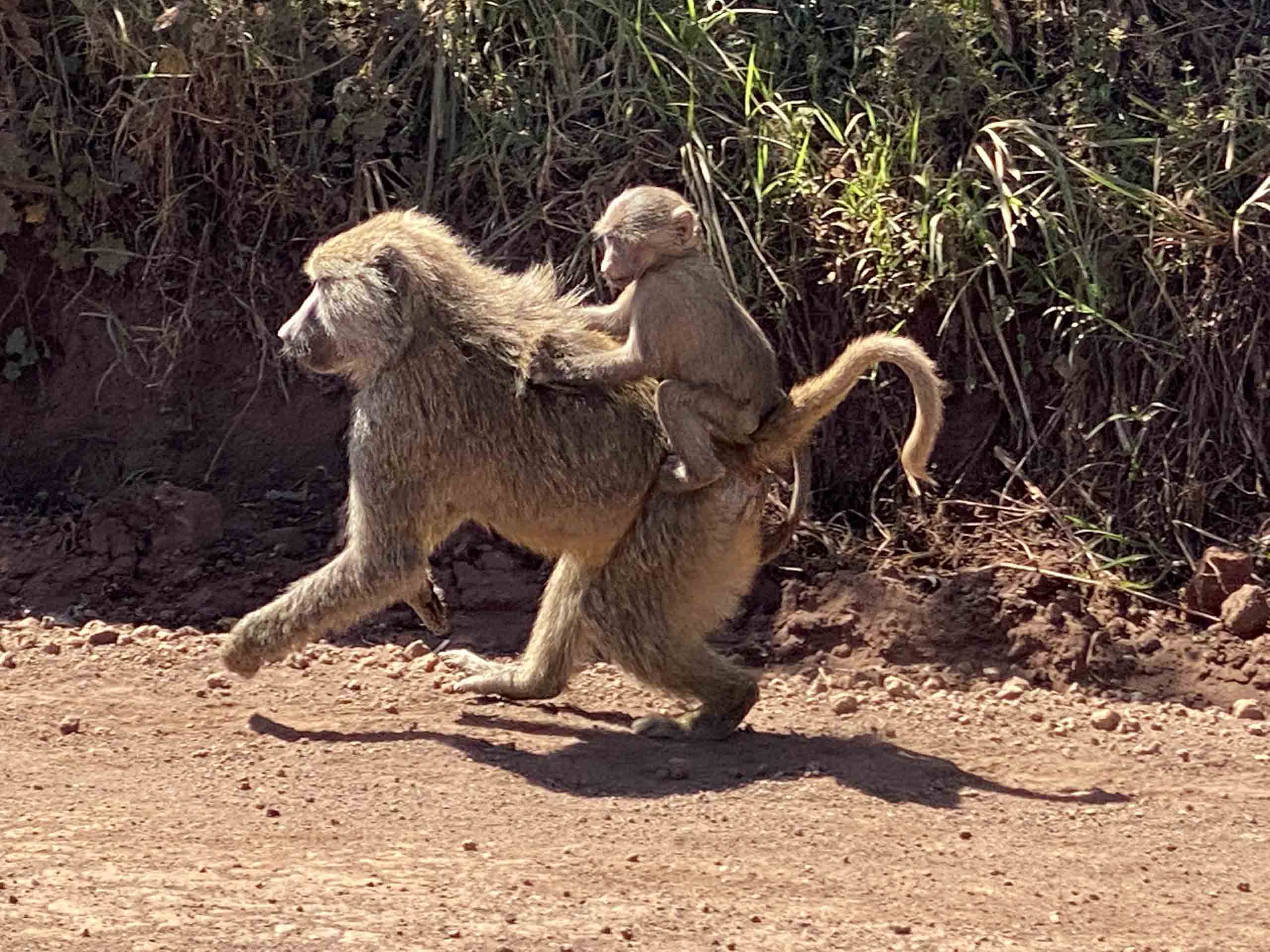 Tanzania, monkey