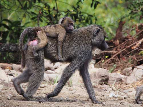 Monkeys on Mount Meru