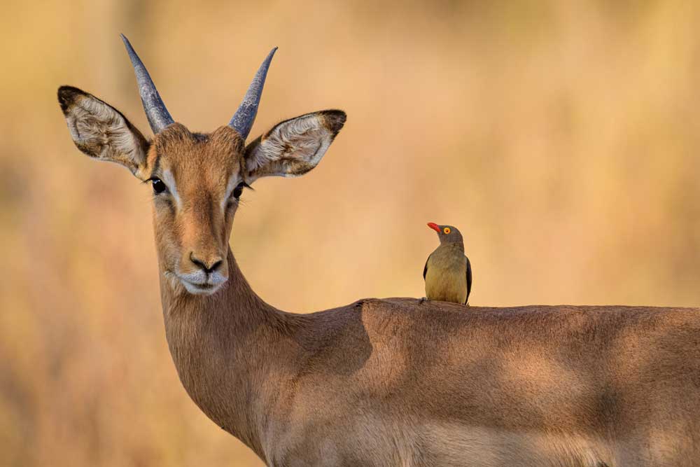 impala with bird on the back
