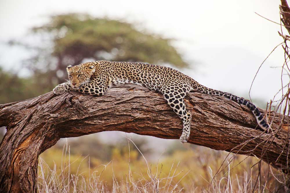 Safari, 9 days in North Tanzania