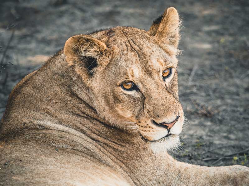 Safari, 4 days, Arusha, Ngorongoro Crater & Tarangire NP