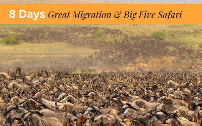 8 days Great Migration Safari